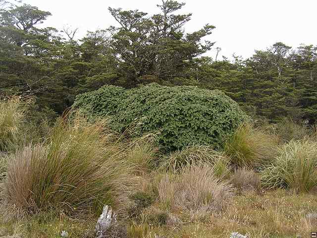 NZ leden-unor 2006 202.jpg